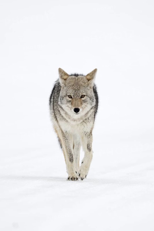 Straightforward... Coyote (Canis latrans) in winter, running through the snow directly towards the photographer, making eye contact, frontal shot, Yellowstone NP, Wyoming, USA