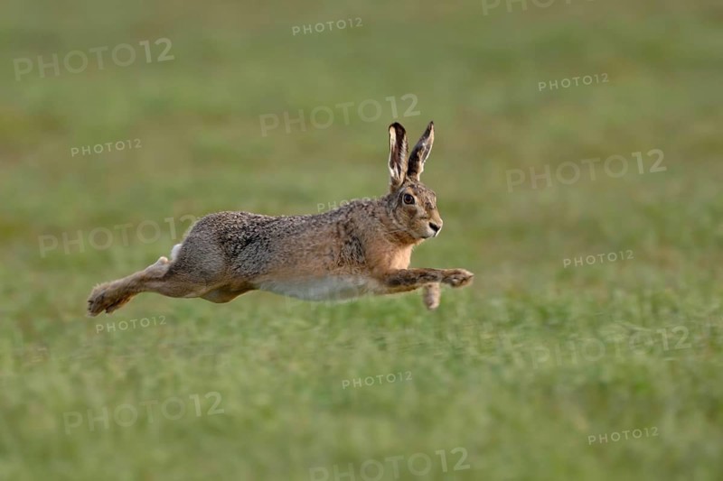 Leaping... European hare (Lepus europaeus) hunts in long, wide leaps across a meadow, endangered native species, endangered by intensive agriculture, small game, Rhineland, Lower Rhine, North Rhine-Westphalia, Germany, Western Europe