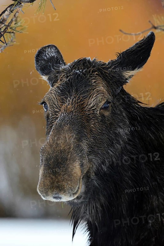Cow elk... Elk (Alces alces) in winter in the rain, adult female, detailed head portrait, wildlife, Yellowstone, Grand Teton, Wyoming, USA, North America, United States of America, USA