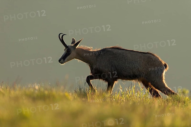 Early in the morning... Chamois (Rupicapra rupicapra) moving in atmospheric backlight over a light-flooded mountain meadow, wildlife, Europe, Hohneck, Vosges, France, Western Europe
