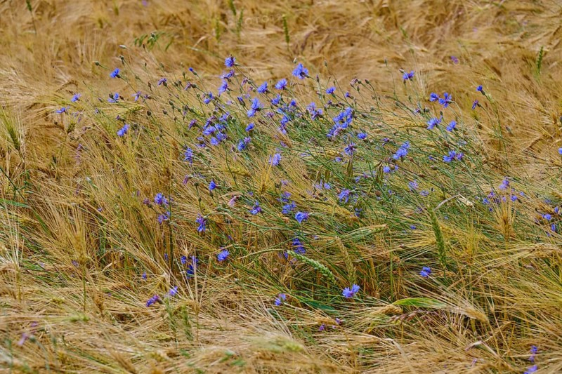 Blue cornflowers swaying in the wind in a brown cornfield, Germerode, Geo nature park Park Frau-Holle-Land, Hoher Meissner, Hesse, Germany