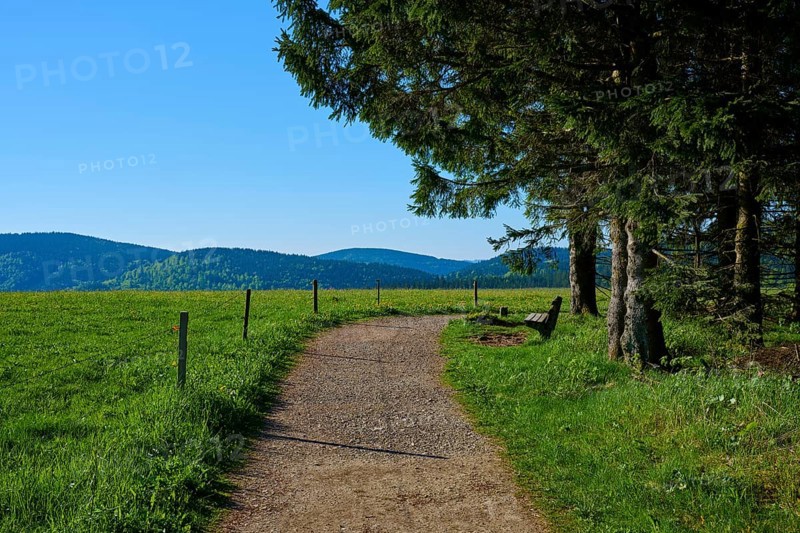 Gravel path through a green field with a bench, surrounded by trees and mountains in the background, spring, Schauinsland, Freiburg im Breisgau, Black Forest, Baden-Württemberg, Germany