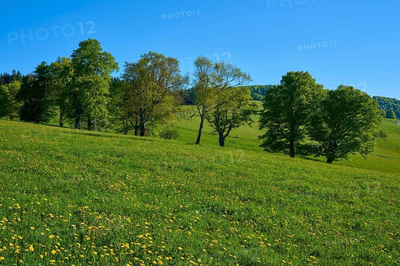 Beech trees on a green spring meadow, surrounded by rolling hills and blue sky, spring, Schauinsland, Freiburg im Breisgau, Black Forest, Baden-Württemberg, Germany