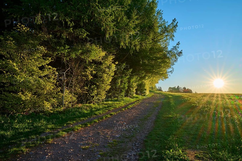 Path through a light-flooded forest at sunset, peaceful atmosphere, spring, Schauinsland, Freiburg im Breisgau, Black Forest, Baden-Württemberg, Germany