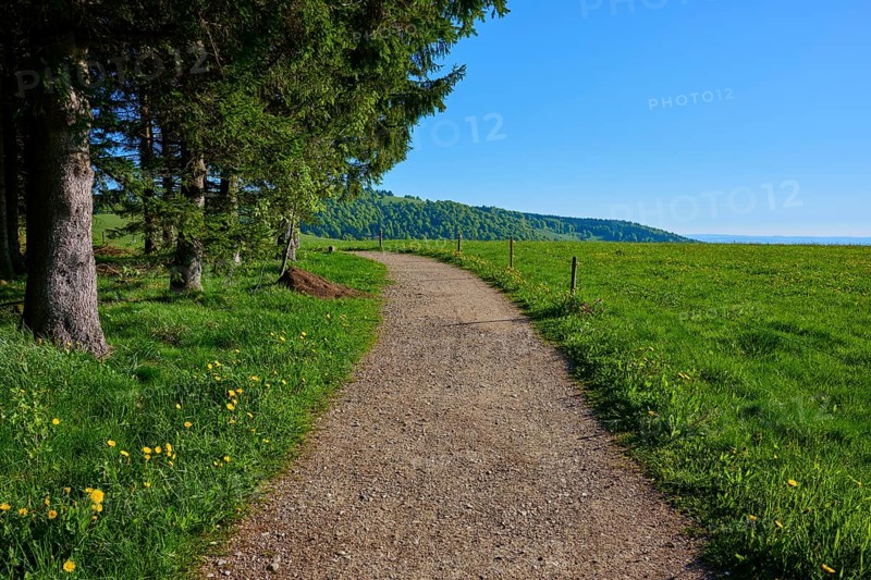 Straight hiking trail through green pastureland with trees on the side, clear sky, spring, Schauinsland, Freiburg im Breisgau, Black Forest, Baden-Württemberg, Germany