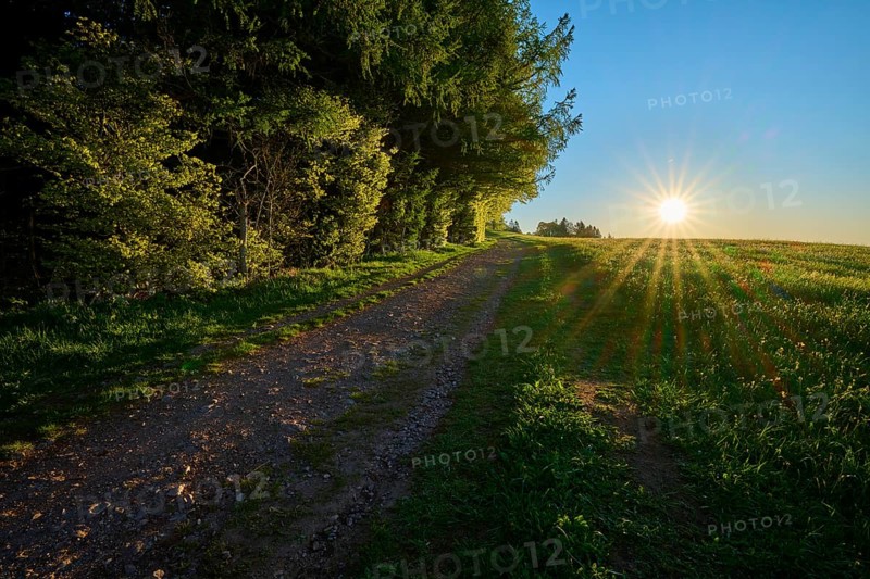 Evening sun shining through a forest along a path, radiant play of light, spring, Schauinsland, Freiburg im Breisgau, Black Forest, Baden-Württemberg, Germany