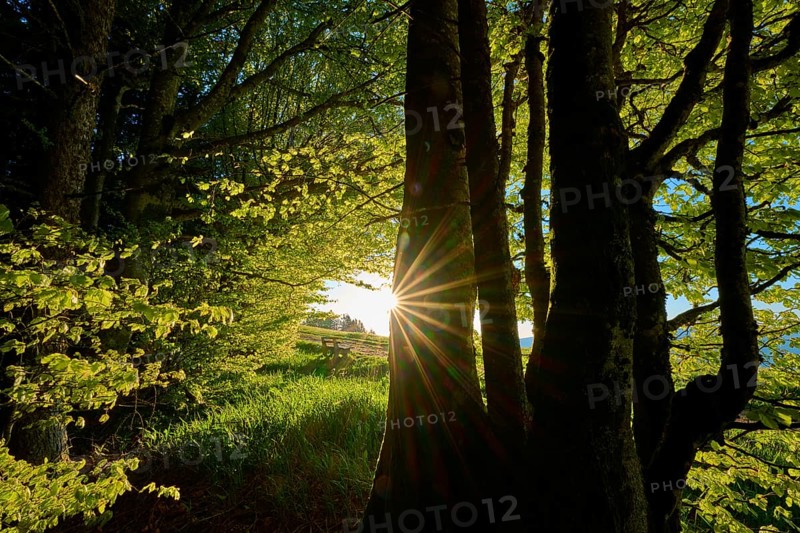 Sunbeams penetrate dense trees in a green, quiet forest, spring, Schauinsland, Freiburg im Breisgau, Black Forest, Baden-Württemberg, Germany
