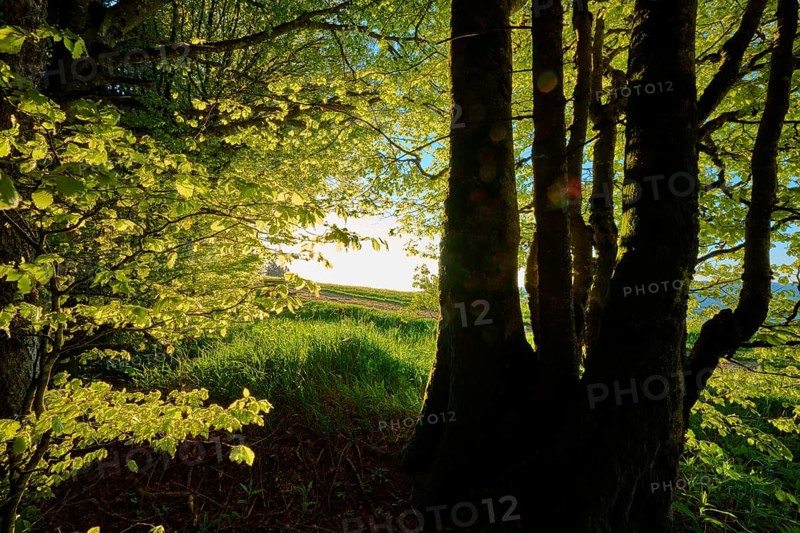 Sunlight floods through dense trees and creates a golden shadow play in the forest, spring, Schauinsland, Freiburg im Breisgau, Black Forest, Baden-Württemberg, Germany