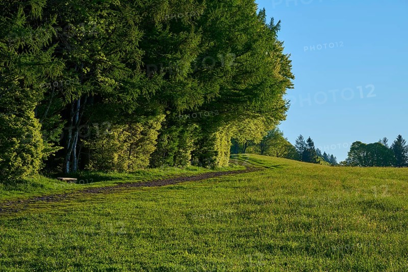 A quiet forest path at the edge of a meadow with dense tree cover, spring, Schauinsland, Freiburg im Breisgau, Black Forest, Baden-Württemberg, Germany