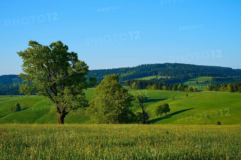 A green hilly landscape with scattered beech trees and a clear sky, spring, Schauinsland, Freiburg im Breisgau, Black Forest, Baden-Württemberg, Germany