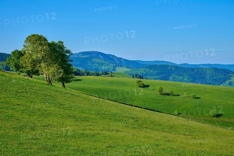 Hilly landscape with green meadows and mountains in the background, spring, Schauinsland, Freiburg im Breisgau, Black Forest, Baden-Württemberg, Germany