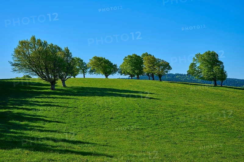 Hilly pasture landscape with wind beech trees in the shade and clear blue sky, spring, Schauinsland, Freiburg im Breisgau, Black Forest, Baden-Württemberg, Germany