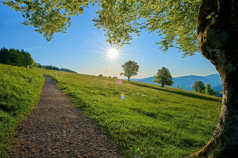 A sunny landscape with a path on a green meadow, surrounded by beech trees, spring, Schauinsland, Freiburg im Breisgau, Black Forest, Baden-Württemberg, Germany