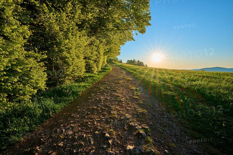 Rustic path lined with trees under bright evening sun, quiet landscape, spring, Schauinsland, Freiburg im Breisgau, Black Forest, Baden-Württemberg, Germany