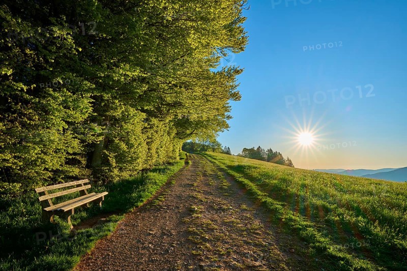 A quiet path with a bench leads through a green landscape under a clear sky, spring, Schauinsland, Freiburg im Breisgau, Black Forest, Baden-Württemberg, Germany