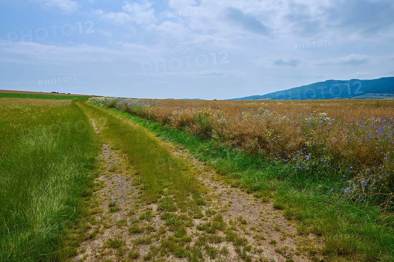 A narrow country lane runs between flowering meadows under a cloudy sky, Orferode, town of Bad Sooden-Allendorf, Werra-Meißner district, Hesse, Germany