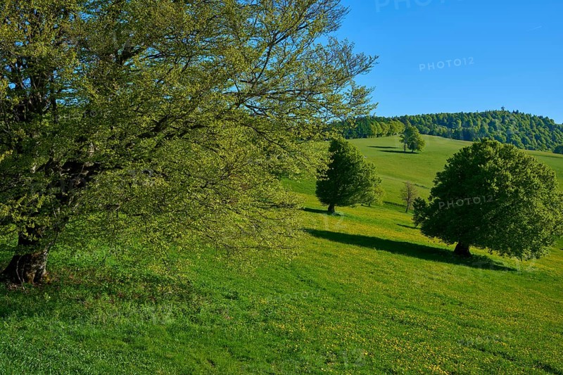 Green beech trees on hills with flowering meadows under a blue sky, idyllic nature, spring, Schauinsland, Freiburg im Breisgau, Black Forest, Baden-Württemberg, Germany
