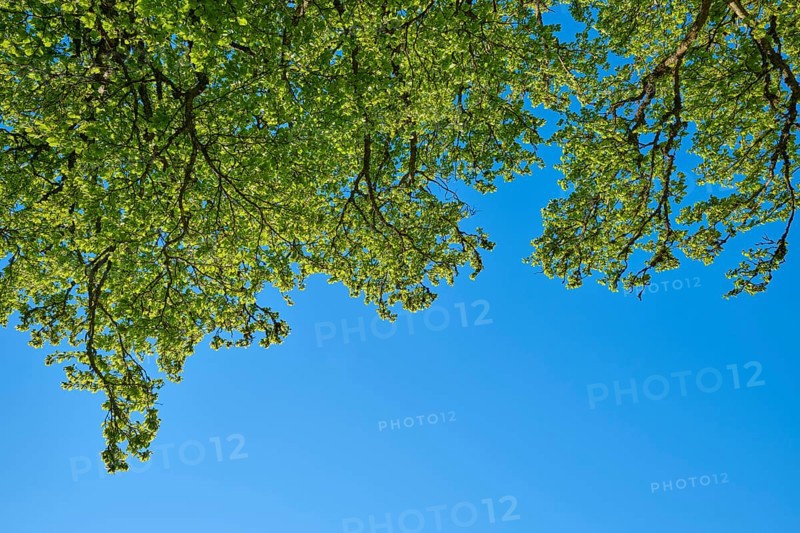 Perspective of the beech tree tops against the clear blue sky, fresh spring green, spring, Schauinsland, Freiburg im Breisgau, Black Forest, Baden-Württemberg, Germany