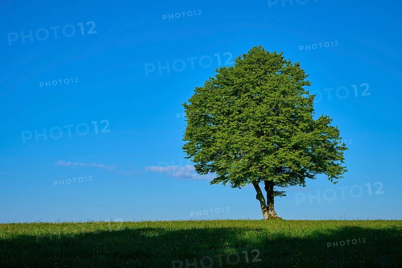 A single green beech tree stands on a green meadow under a blue sky, spring, Schauinsland, Freiburg im Breisgau, Black Forest, Baden-Württemberg, Germany