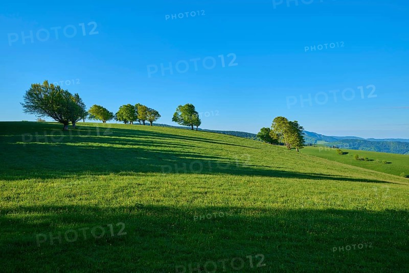 Sunny hilly terrain with long shadows and scattered wind beech trees, spring, Schauinsland, Freiburg im Breisgau, Black Forest, Baden-Württemberg, Germany