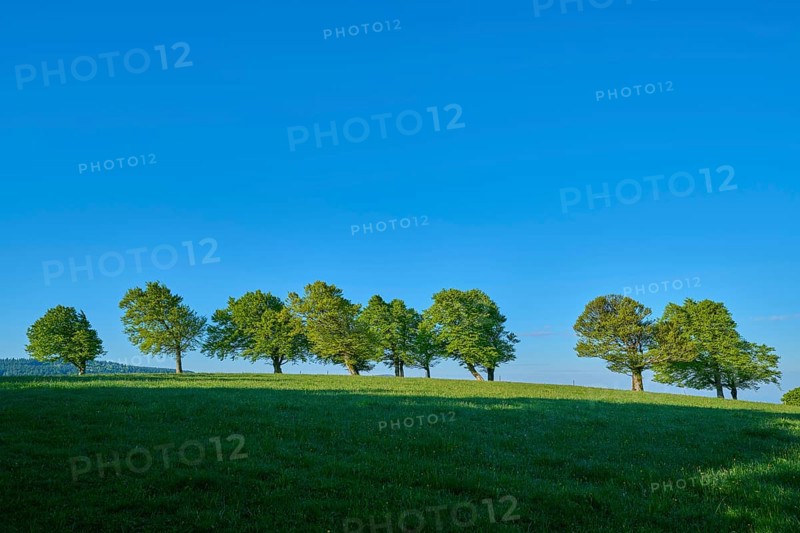 Row of copper beeches on a hill under a bright blue sky, peaceful atmosphere, spring, Schauinsland, Freiburg im Breisgau, Black Forest, Baden-Württemberg, Germany