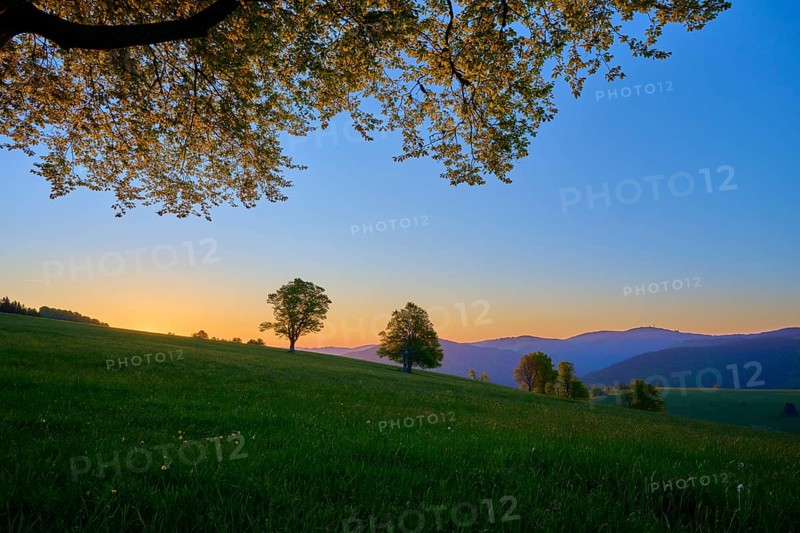 Green meadow with trees and dawn in the background, quiet natural landscape, spring, Schauinsland, Freiburg im Breisgau, Black Forest, Baden-Württemberg, Germany