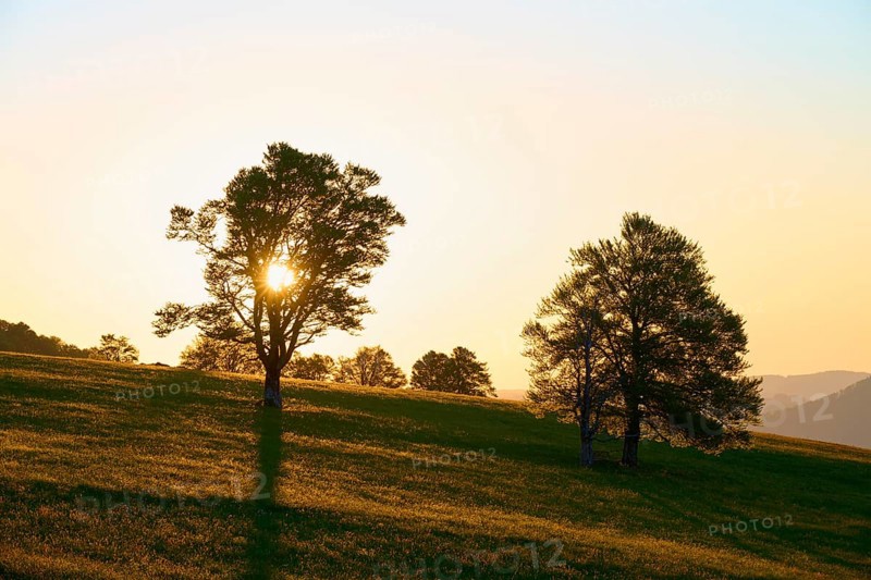Rays of light break through treetops during a sunrise in a meadow, spring, Schauinsland, Freiburg im Breisgau, Black Forest, Baden-Württemberg, Germany