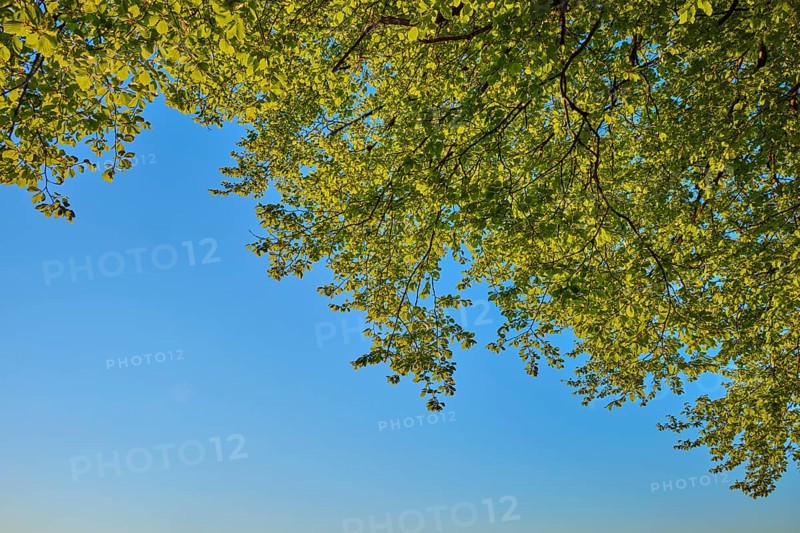 Green leaves of a tree shine in front of a clear blue sky in the sunlight, spring, Schauinsland, Freiburg im Breisgau, Black Forest, Baden-Württemberg, Germany