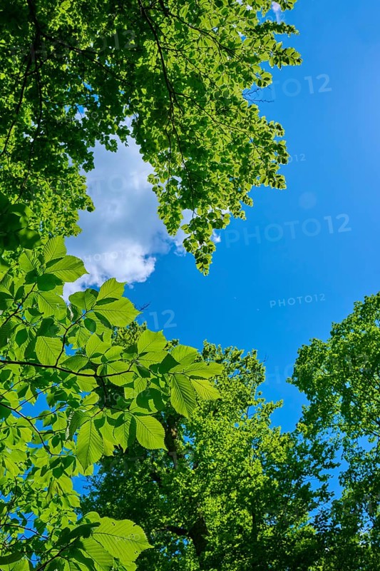View through dense green treetops into a clear, sunny sky, Triberg im Schwarzwald, Schwarzwald-Baar-Kreis, Black Forest, Baden-Württemberg, Germany