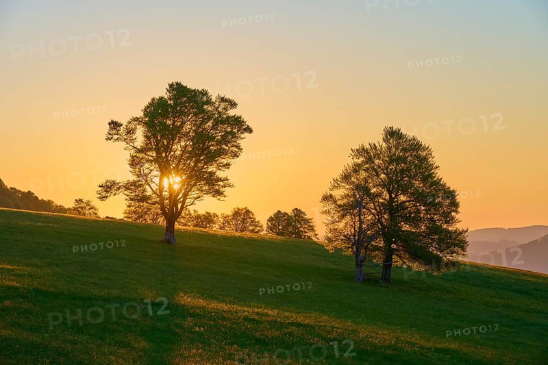 Sunlight breaking through treetops in a meadow at sunrise, spring, Schauinsland, Freiburg im Breisgau, Black Forest, Baden-Württemberg, Germany