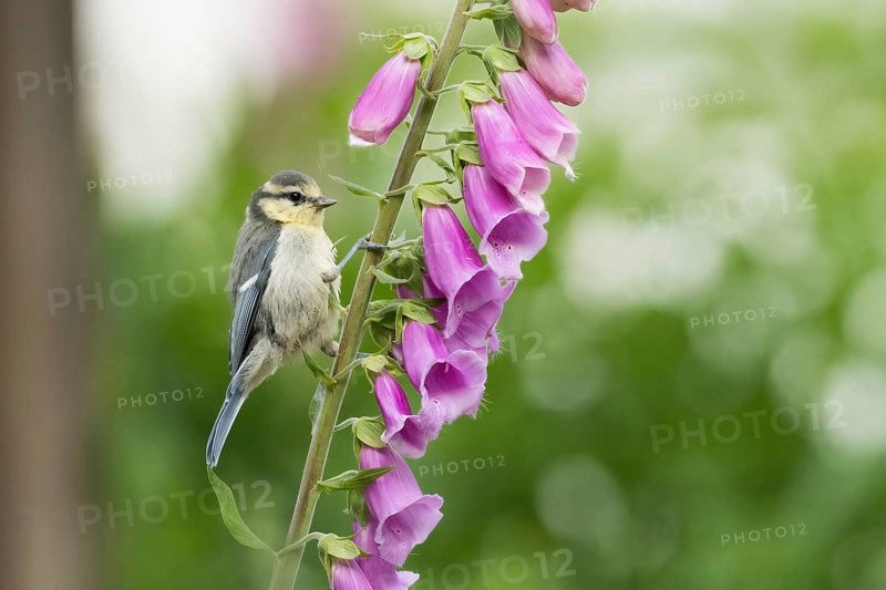 Blue tit (Cyanistes caeruleus, Parus caeruleus) sitting on a purple flower, foxglove (Digitalis) in the middle of a green environment, Hesse, Germany