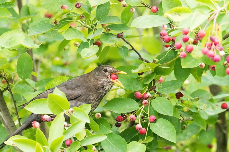 A female blackbird (Turdus merula) eats red berries, European monkey-hat (Euonymus europaeus), amidst dense green leaves, Hesse, Germany