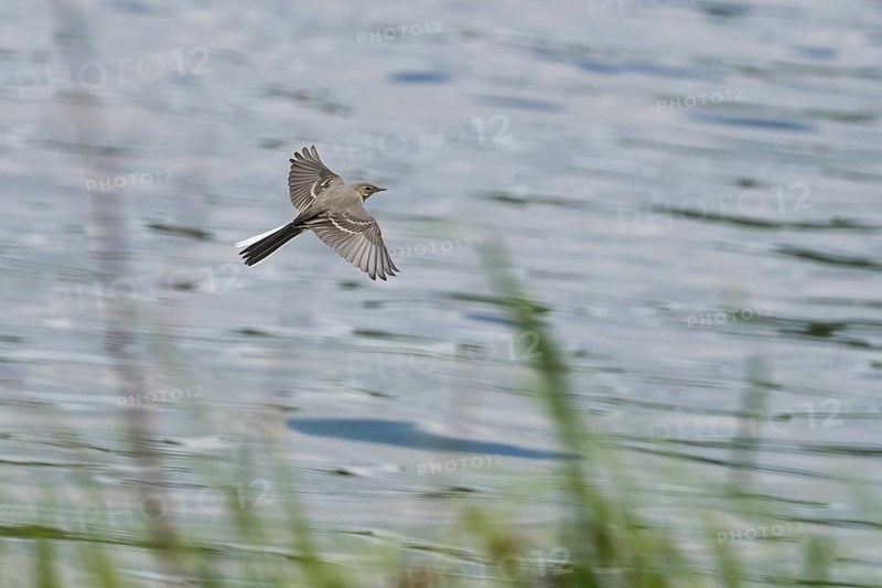 A white wagtail (Motacilla alba), juvenile, flying just above the water surface, grass in the foreground, Hesse, Germany