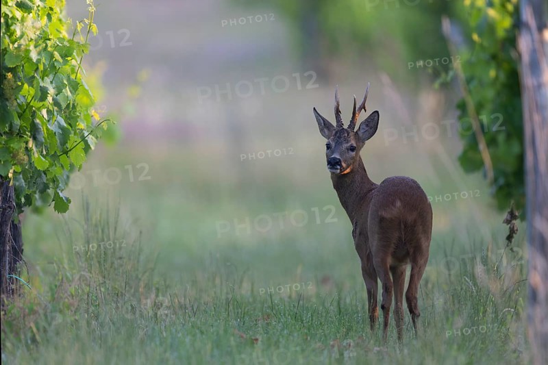 Roebuck in the vineyard in summer, Wittlich, Rhineland-Palatinate, Germany