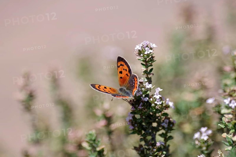 Small copper (Lycaena phlaeas), orange, thyme, colours, The butterfly sucks nectar from the thyme flowers