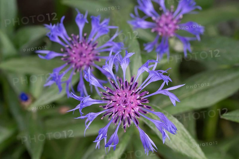 Knapweed (Centaurea), Bavaria, Germany