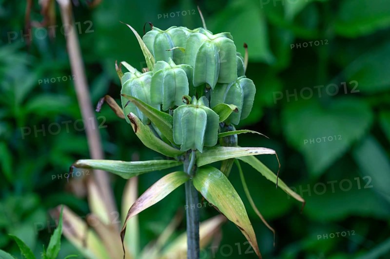 Seed head of the imperial crown (Fritillaria imperialis), Bavaria, Germany
