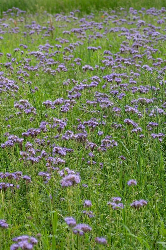 Bee friend (Phacelia), Bavaria, Germany