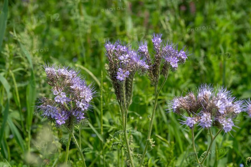 Bee friend (Phacelia), Bavaria, Germany