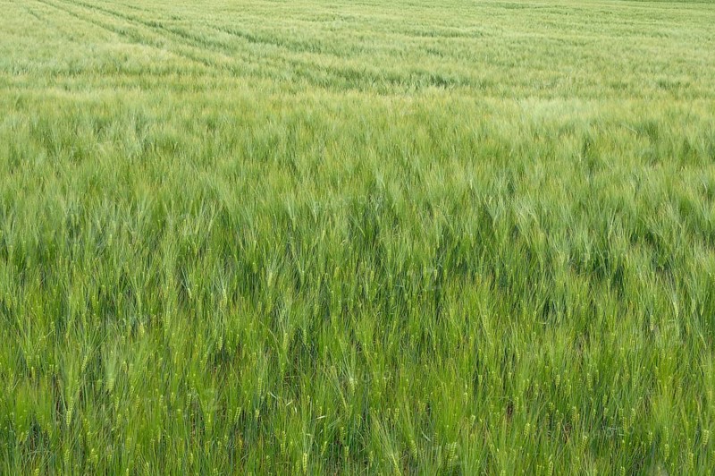 Immature barley field (Hordeum vulgare), Bavaria, Germany