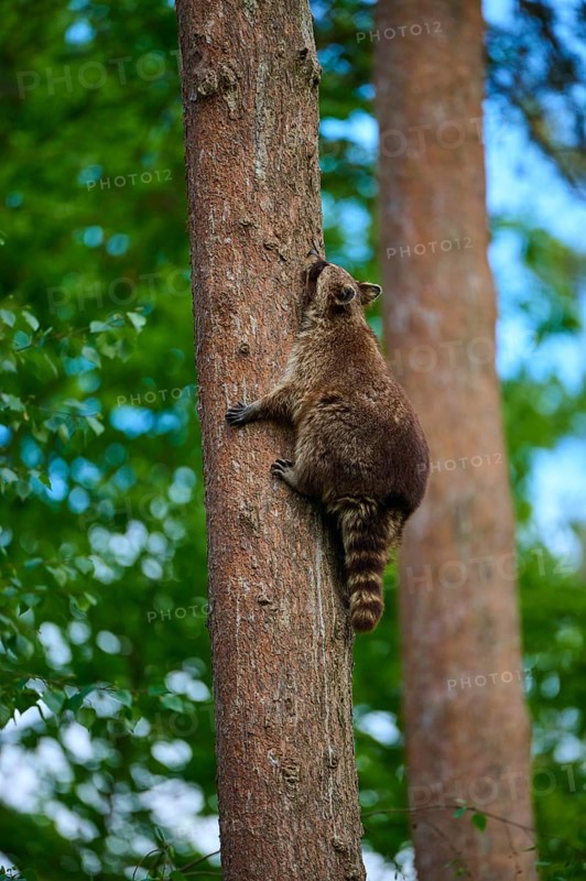 A raccoon (Procyon lotor), climbing a tree trunk in a dense forest, Germany