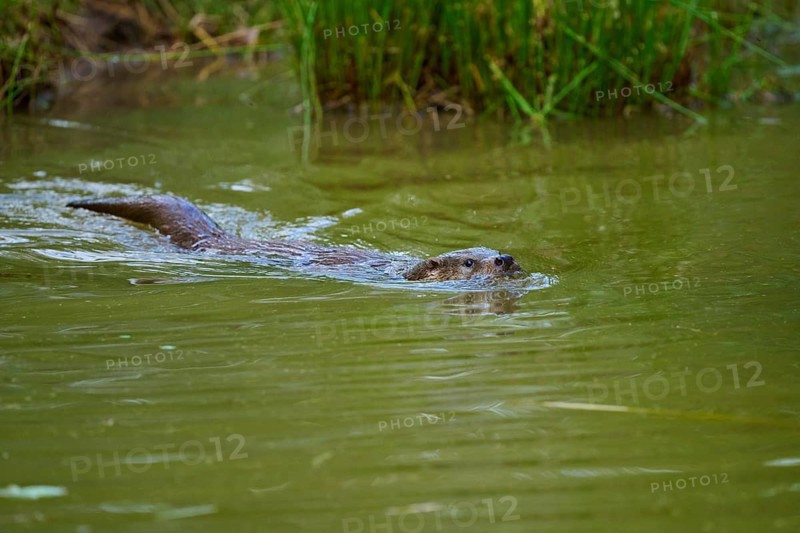 European otter (Lutra lutra), swimming calmly through the water close to the shore, Germany