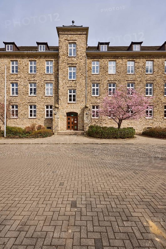 Tax office, sandstone building, Japanese flowering cherry (Prunus serrulata), flowering tree, hedge, sunny, Magdeburg, state capital, independent city, Saxony-Anhalt, Germany