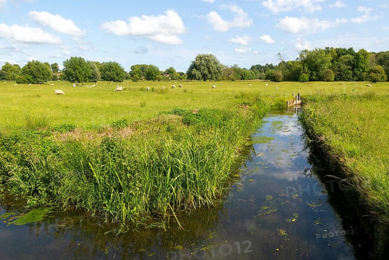 View east of drainage channel in watermeadow, Harnham Water Meadows, Salisbury, Wiltshire, England, UK