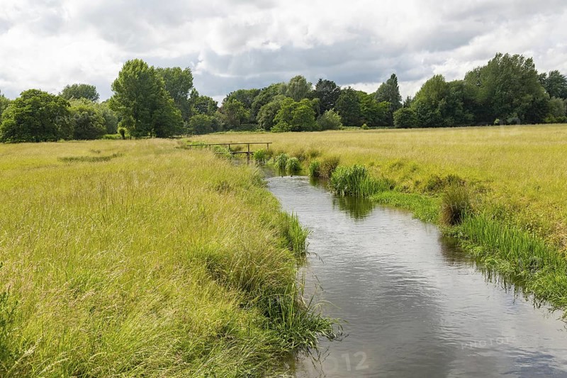 View west of drainage channel in watermeadow, Harnham Water Meadows, Salisbury, Wiltshire, England, UK