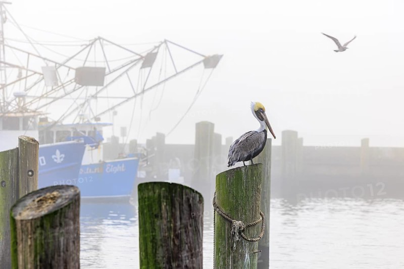 Brown Pelican (Pelecanus occidentalis) perched on a wood pile next to shrimp boats in the Biloxi Small Craft Harbor in Biloxi, Mississippi