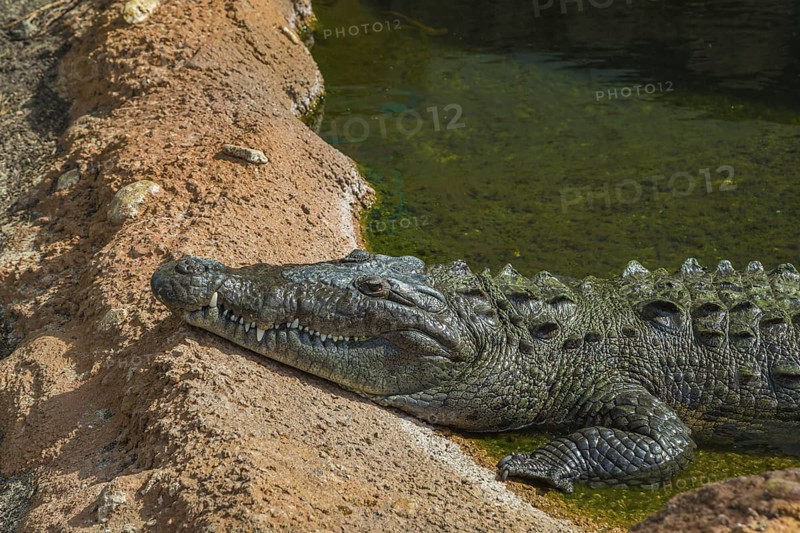 American Alligator in a pond on display in the Mississippi Aquarium on the gulf coast at Biloxi, Mississippi