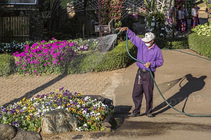 Laborer watering plants at Mae Fah Luang Gardens within the Doi Tung tourist attraction in Chiang Rai, Thailand