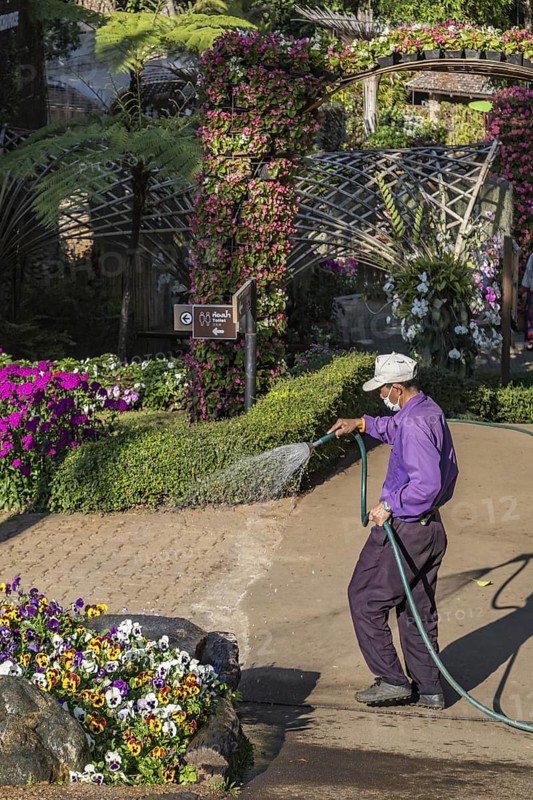 Laborer watering plants at Mae Fah Luang Gardens within the Doi Tung tourist attraction in Chiang Rai, Thailand