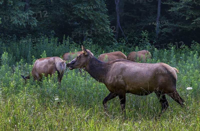 Wild North American Elk roaming free near the Oconaluftee Visitor Center at Great Smoky Mountains National Park near Cherokee, North Carolina